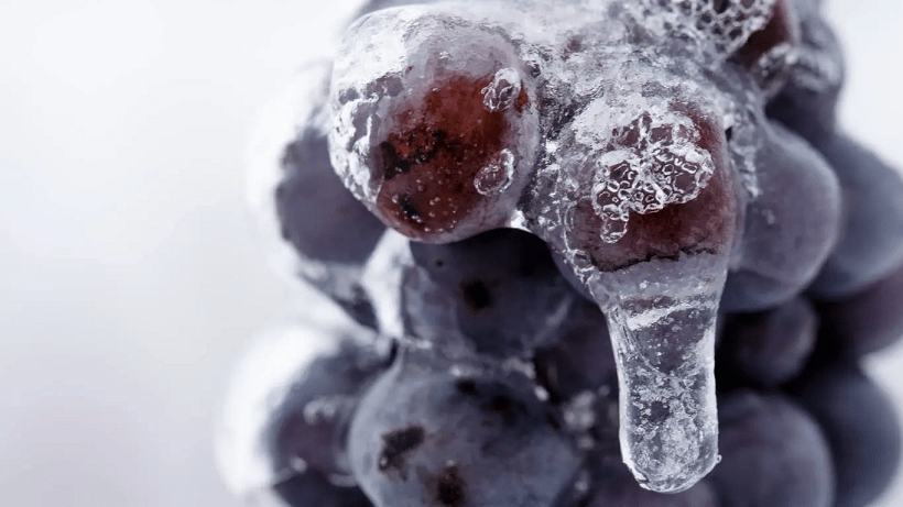 Ice Wine - Rượu Vang Tuyết: Khoảnh khắc lôi cuốn với vị ngọt đặc biệt